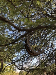 Vachellia grandicornuta