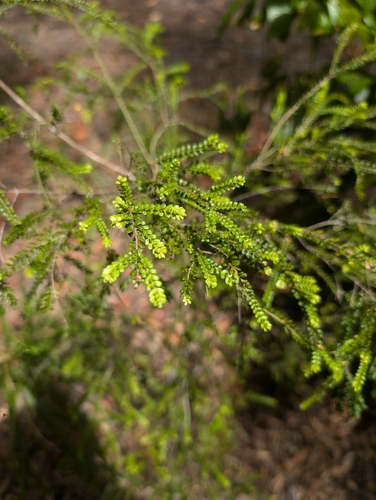 Thryptomene oligandra observed 2024-09-29
