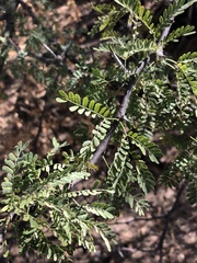 Vachellia grandicornuta