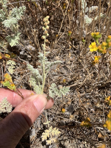 Dwarf bur ragweed (Ambrosia pumila)