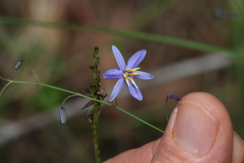 Image of Dianella rara by (c) Greg Tasney, some rights reserved (CC BY-SA)