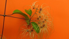 Clematis brasiliana
