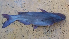 Ictalurus meridionalis