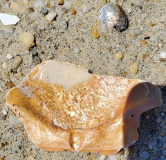 Placopecten magellanicus