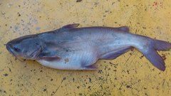 Ictalurus meridionalis