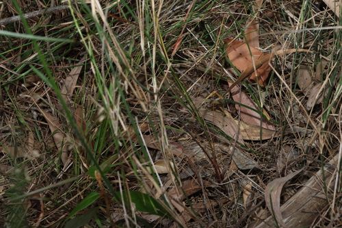 Image of Dianella rara by (c) Greg Tasney, some rights reserved (CC BY-SA)