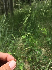 Festuca thurberi
