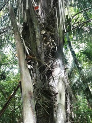 Attalea rostrata