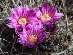 Echinofossulocactus ochoterenaus