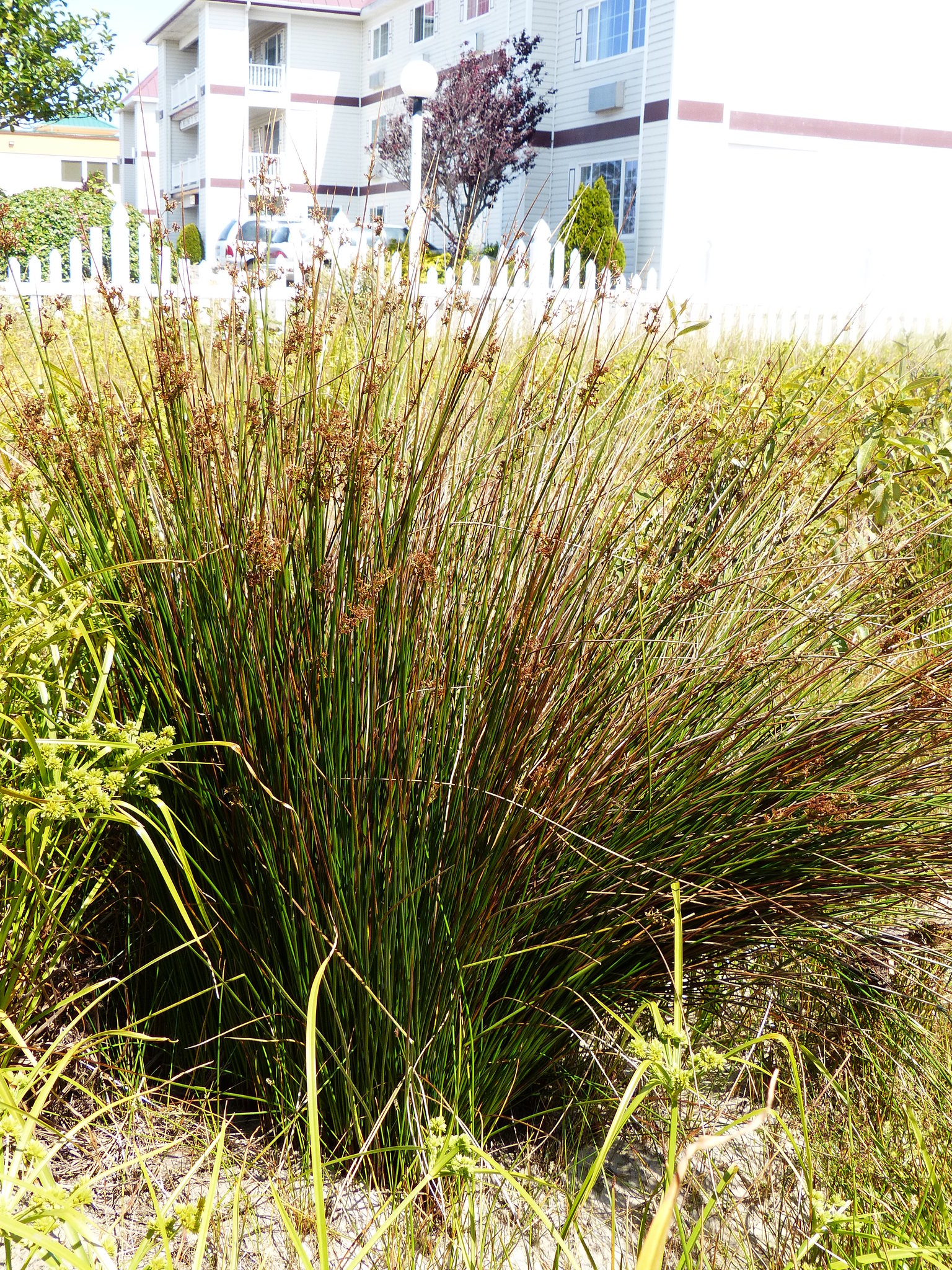 Juncus effusus ssp. pacificus