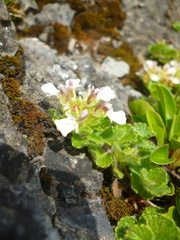 Teucrium pyrenaicum