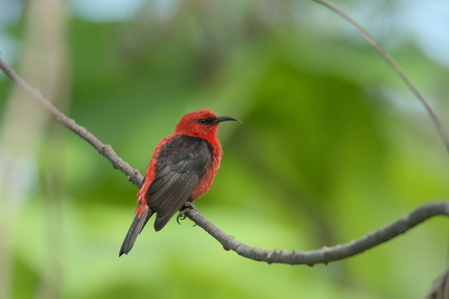 Micronesian Myzomela