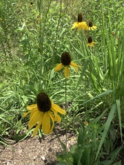 Rudbeckia texana