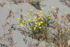 Senecio coronopifolius subdentatus