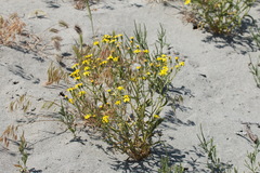 Senecio coronopifolius subdentatus