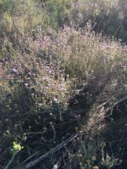 Disparago