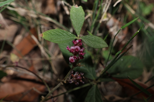 Image of Flemingia parviflora by (c) Greg Tasney, some rights reserved (CC BY-SA)