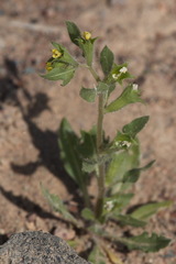 Hyoscyamus pusillus