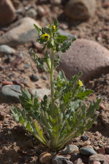 Hyoscyamus pusillus