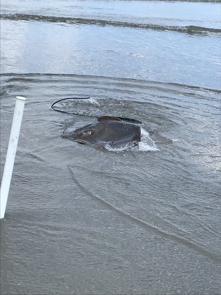 Roughtail stingray in shallow water close to the shore