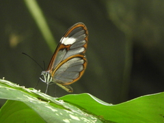 Pagyris cymothoe