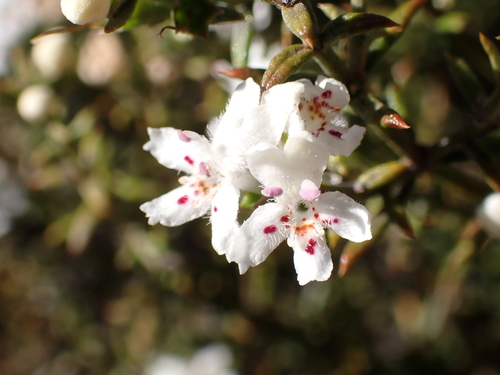 stiff westringia