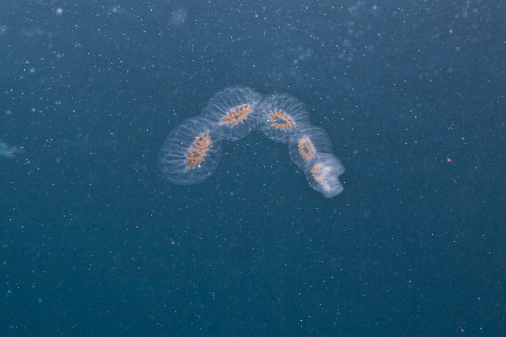 Cyclosalpa