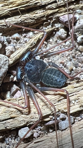 Arizona Tailless Whip Scorpion