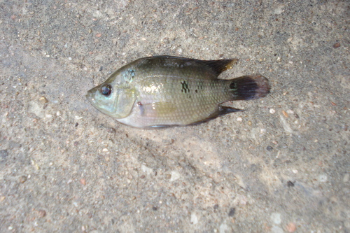Threespot Cichlid