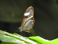 Pagyris cymothoe