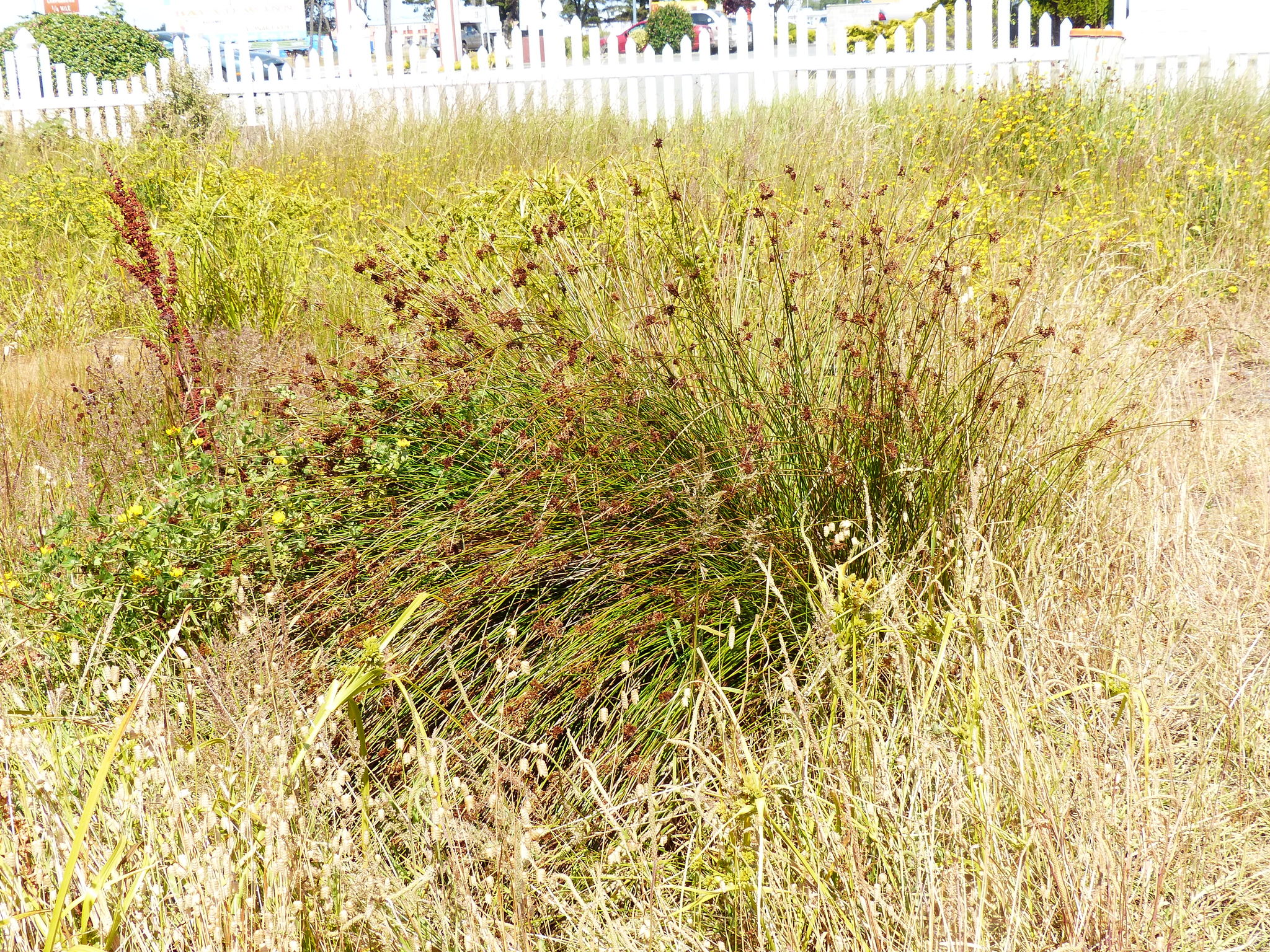 Juncus exiguus