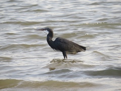 Egretta gularis