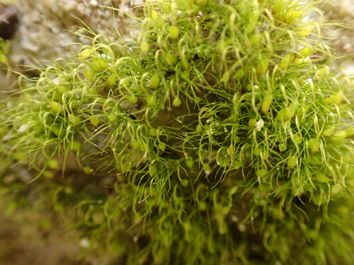 Campylopodium