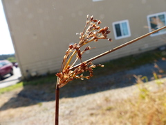 Juncus exiguus