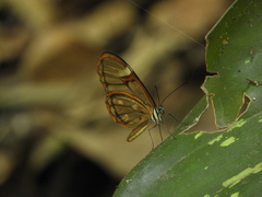 Pagyris cymothoe