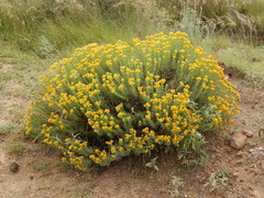 Isocoma hartwegii