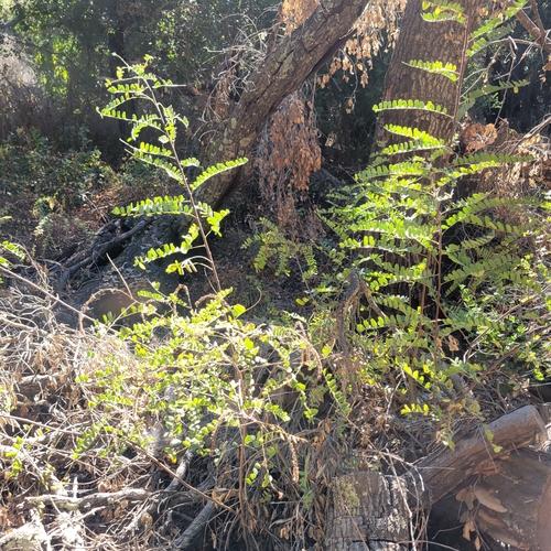 Image of California False Indigo (Amorpha californica) by no rights reserved