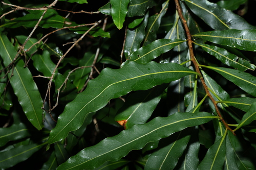 Image of Floydia praealta by (c) Greg Tasney, some rights reserved (CC BY-SA)
