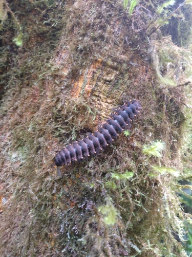 Platyrhacidae