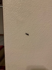 Camponotus pennsylvanicus