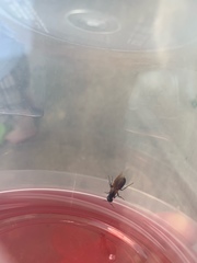 Camponotus pennsylvanicus