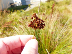 Juncus exiguus