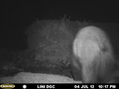 Ursus americanus machetes