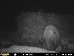 Ursus americanus machetes