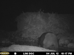 Ursus americanus machetes