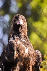 Hamirostra melanosternon