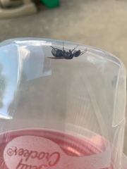 Camponotus pennsylvanicus