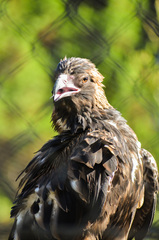 Hamirostra melanosternon