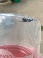 Camponotus pennsylvanicus