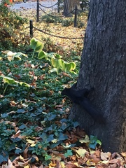 Sciurus carolinensis